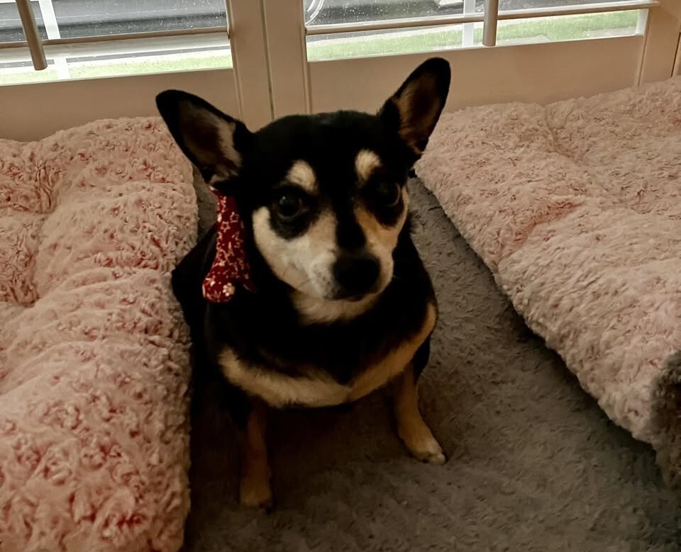 Supporting Cushing’s Disease in Dogs