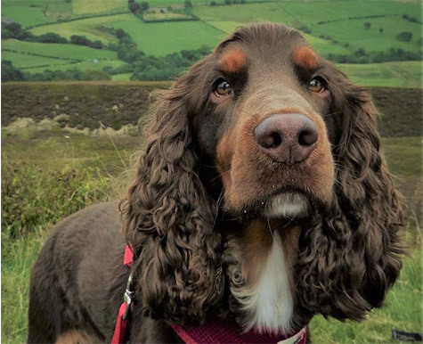 are sussex spaniel aggressive