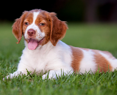 are brittany dogs friendly