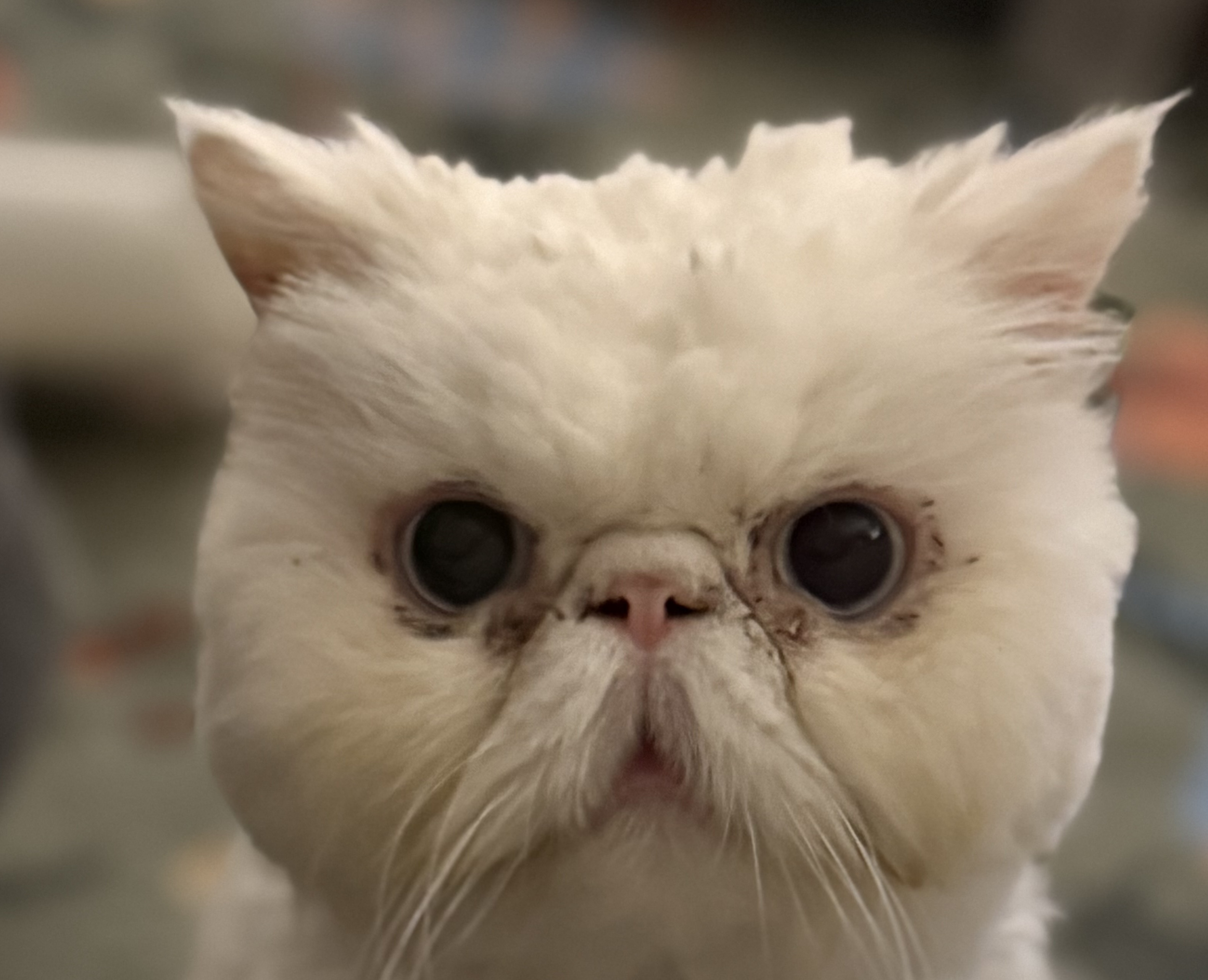 Holistic Support for a Persian Cat