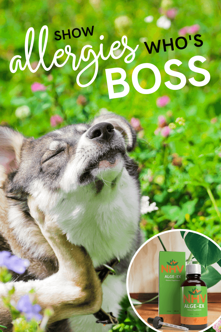 Dog Skin Issues Natural Remedies Selling Clc cet edu dog-skin-issues-natural-remedies-selling-clc-cet-edu