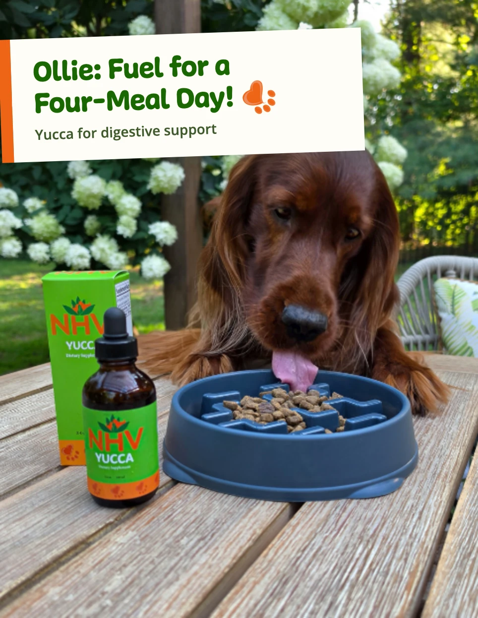 Ollie, an Irish Setter, with a bottle of NHV Yucca and the caption "Ollie: Fuel for a Four-Meal Day!"