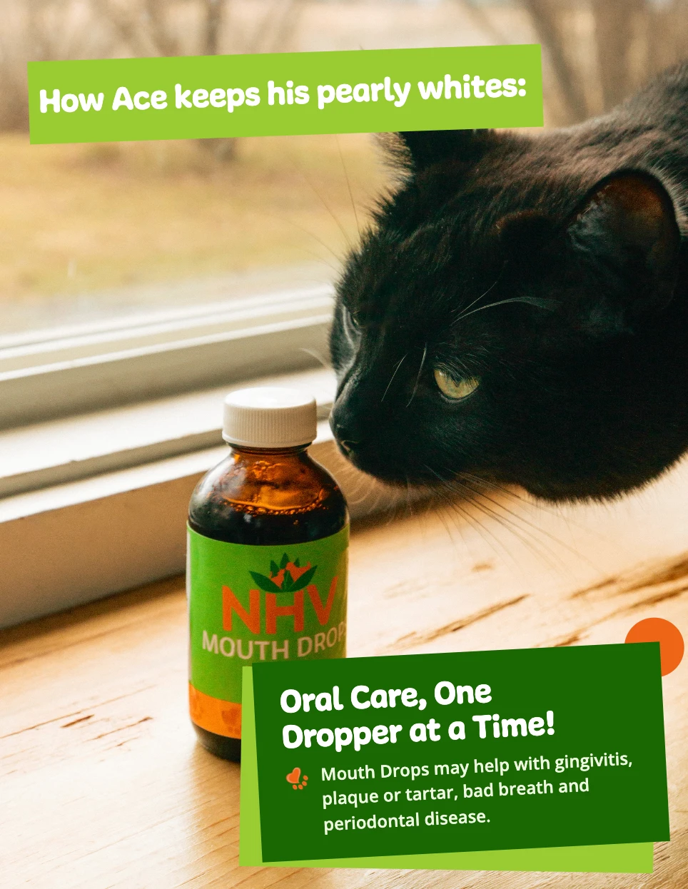 Ace, a black cat, sniffing a bottle of NHV Mouth Drops with the captions "How Ace keeps his pearly whites" and "Oral Care, One Dropper at a Time!