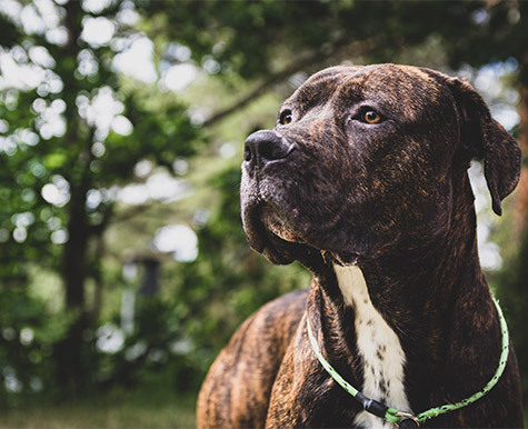 what is the difference between a cane corso and a mastiff