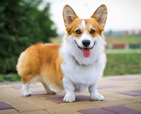 can a alaskan husky and a pembroke welsh corgi be friends