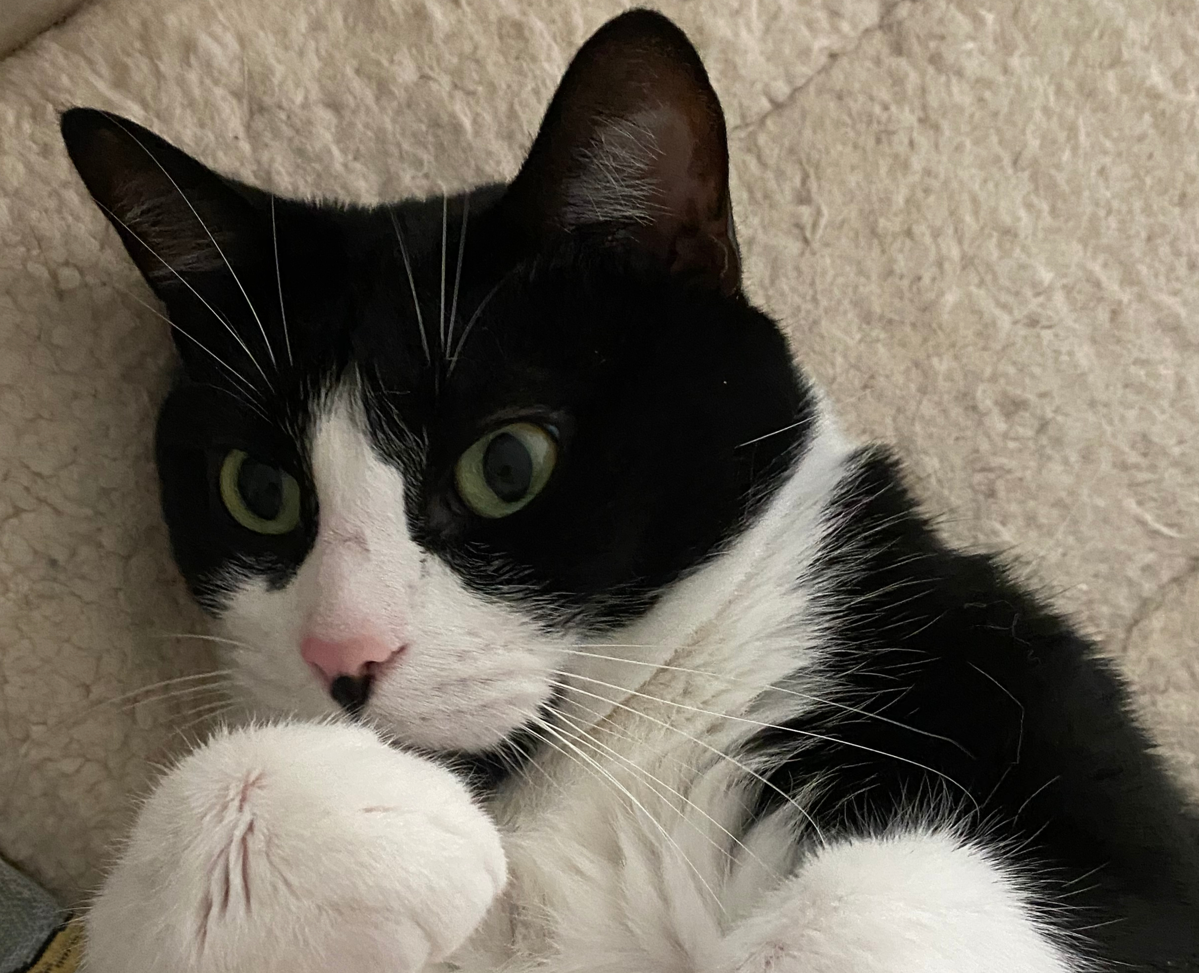 Natural Relief for Chronic Cat Constipation