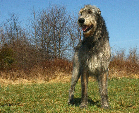 Hunde - efter race - Irsk ulvehund - NHV Natural Pet