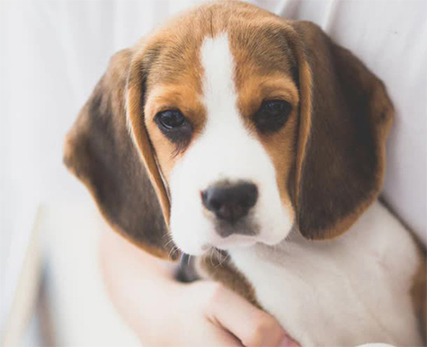 english walker coonhound puppies