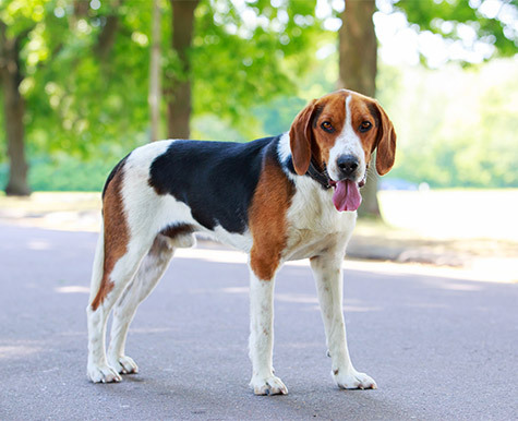 Cani - rimedi per razza - American Foxhound - NHV Natural Pet