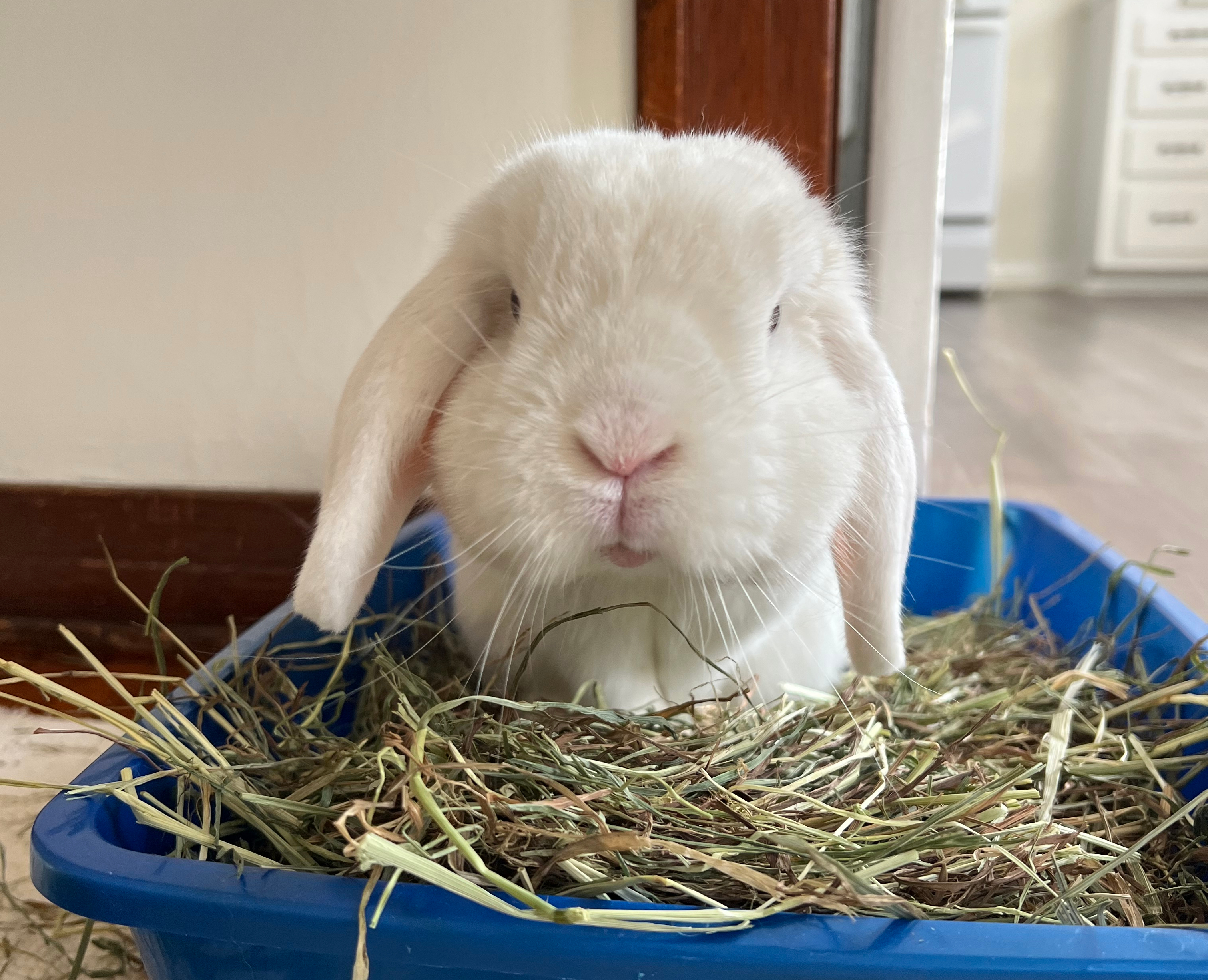 Bunny Head Tilt: Natural Support for Ear Infection