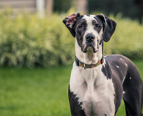 what causes a great danes stomach to flip
