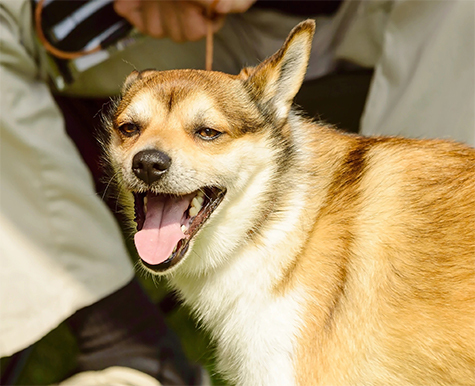 犬 品種別の治療法 ノルウェイジアンランデフンド Nhvナチュラルペット