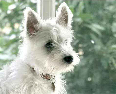 fløjte opfindelse tsunamien Kraftige sundhedssæt til West Highland White Terriers | Shop hos NHV