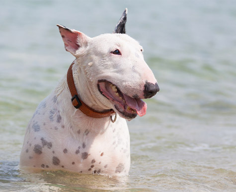 what breed is the target mascot dog