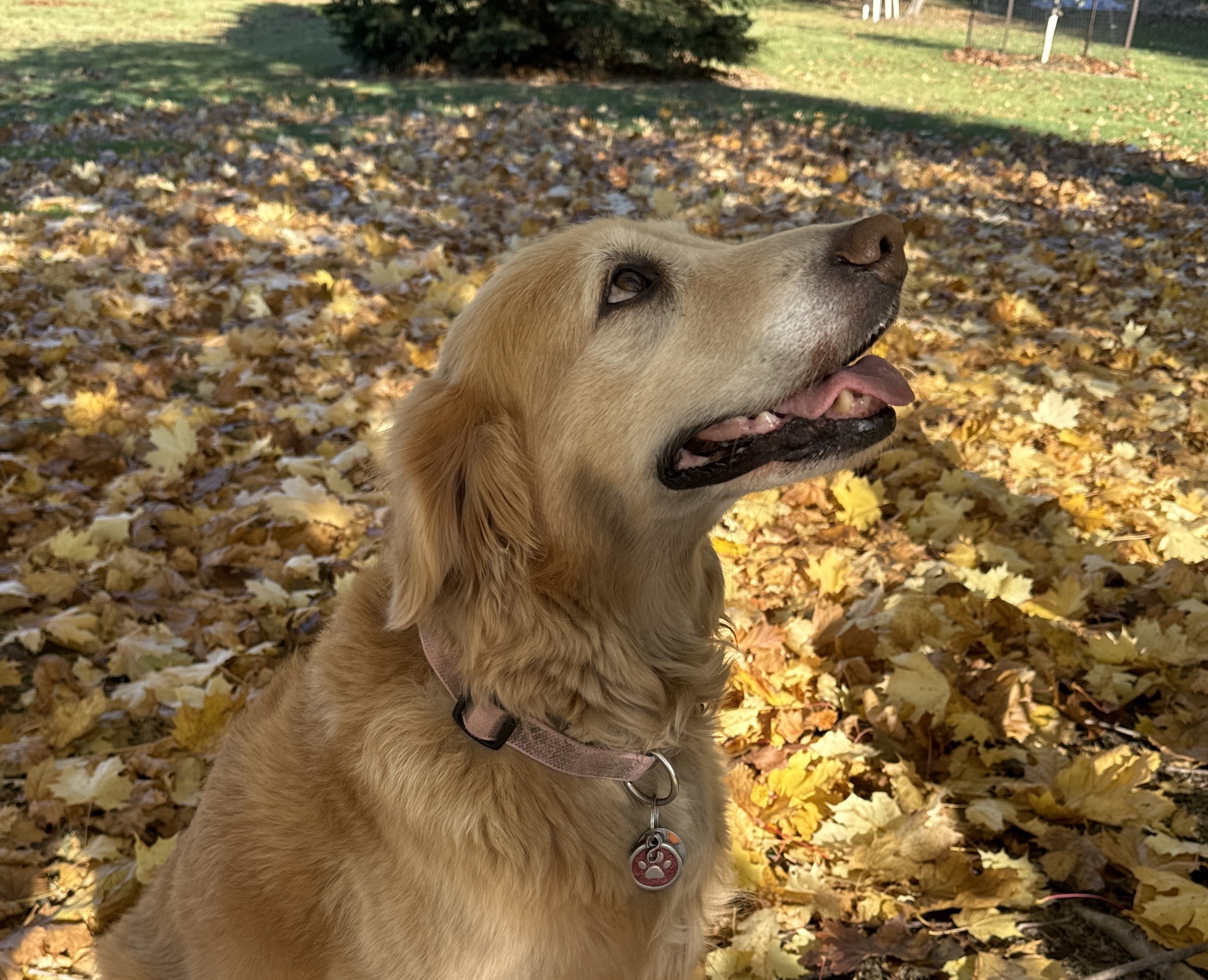 Managing Canine Lymphoma Naturally