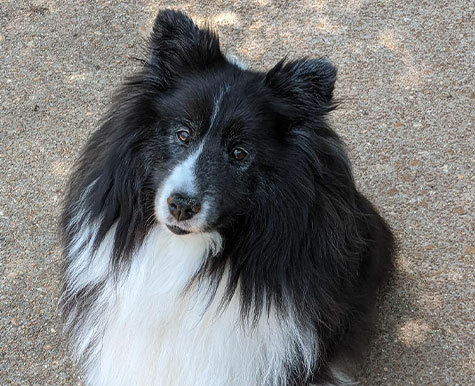 Marnie's Dog Liver Disease Support