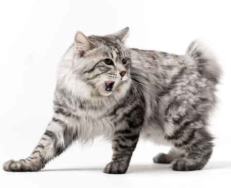 Supplements for Cat Health Issues by Breed | Shop NHV Pet Products