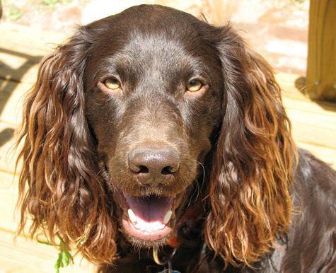 what does a 3 month old boykin spaniel puppy like to eat