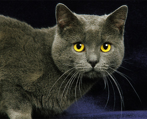 Gatto Chartreux Di Quattro Anni Su Una Coperta Arancione