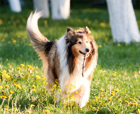 rough collie dogs