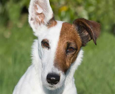 are pig ears better for a wire fox terrier than rawhide ears