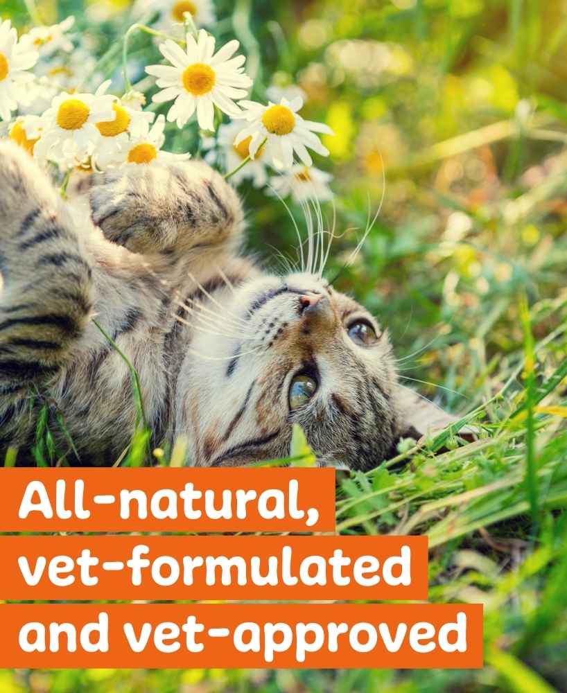 DIY Pet Costume The Hamburglar NHV Pet Health Blog