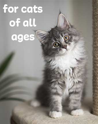 get a customized nutrition plan for your cat