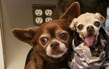 Senior dog Edsel with heart disease