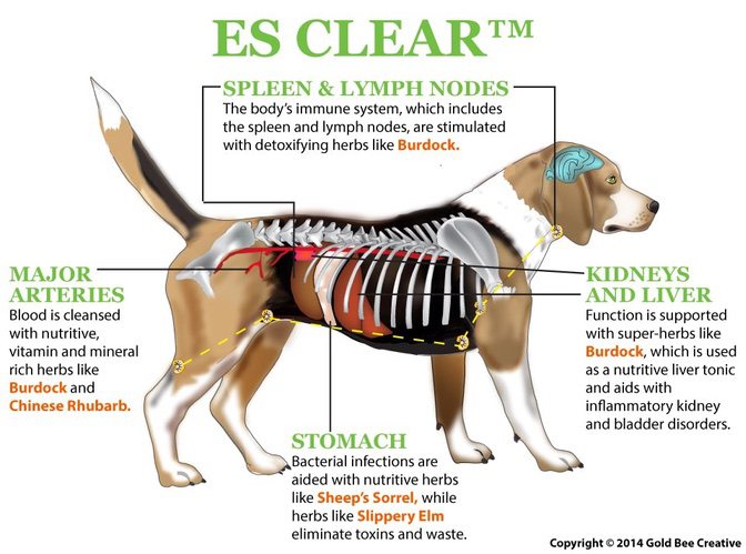 es-स्पष्ट-कुत्ता-आरेख-op.jpg