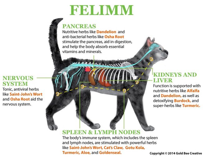Cat Lymphatic Ducts