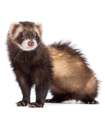 herbal remedies for ferrets