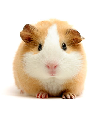 herbal remedies for guinea pigs
