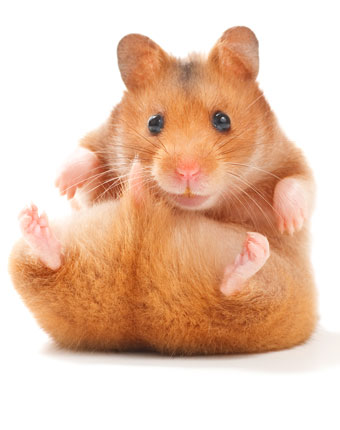 herbal remedies for ferrets