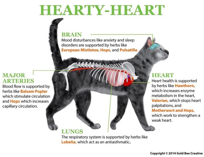 supplements for cats with heart disease