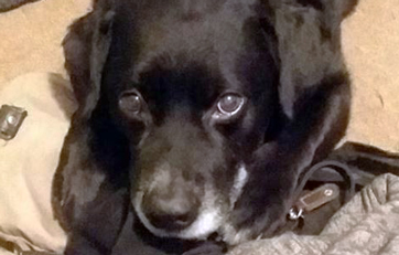 tHelping Seven fight cancer with medicinal mushrooms