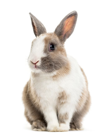 herbal remedies for rabbits