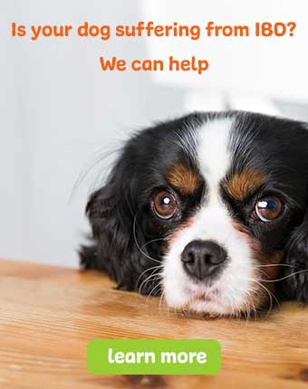 IBD relief in dogs