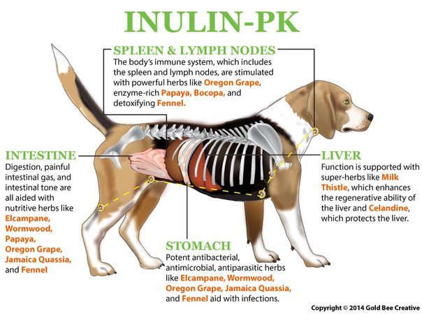 inulin-pk-dog-diagram-op.jpg