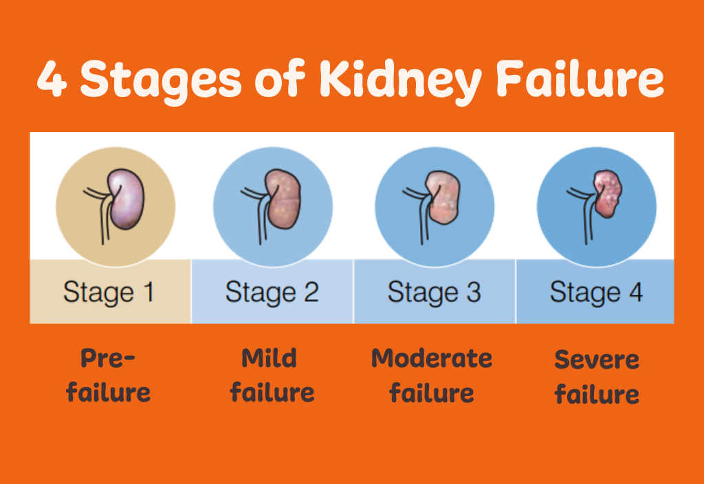 kidney-failure-stages.png