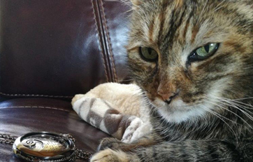 Kittie Bella is battling nasal tumor