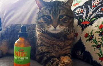 Louie the kitty is fighting Lymphoma naturally