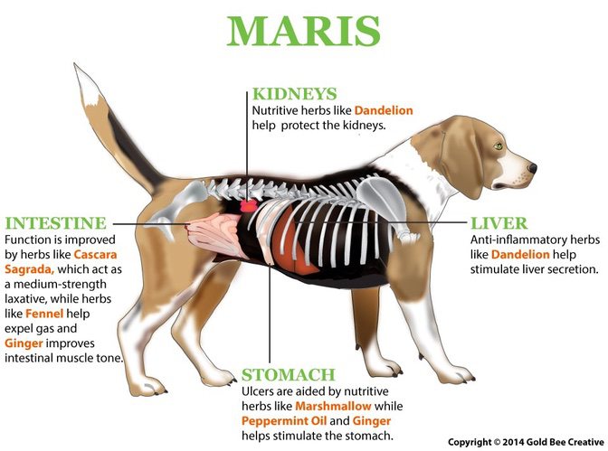 Maris per la stitichezza nei cani