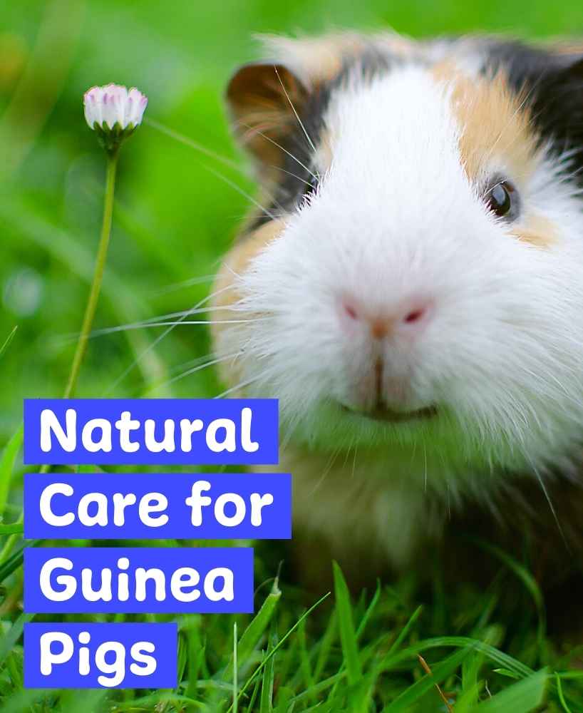 Thumbnail for Guinea Pig Safe Herbal Remedies For Convulsions
