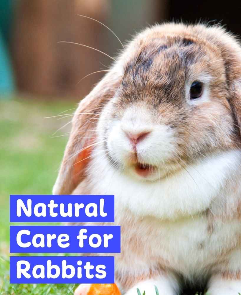 100% Natural Plant-based Product For Pets | NHV Natural Pet Products