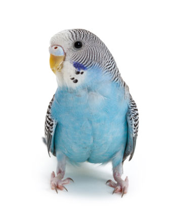 herbal remedies for birds