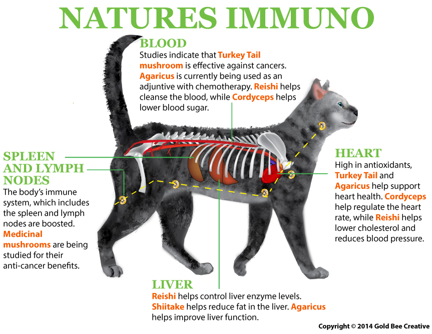 How Medicinal Mushroom Help Cats