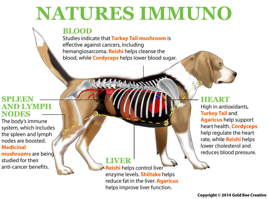 natures-immuno-grzybowa mieszanka-pets-dogs.jpg