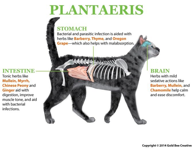 plantaeris-cat-diagramme-op.jpg