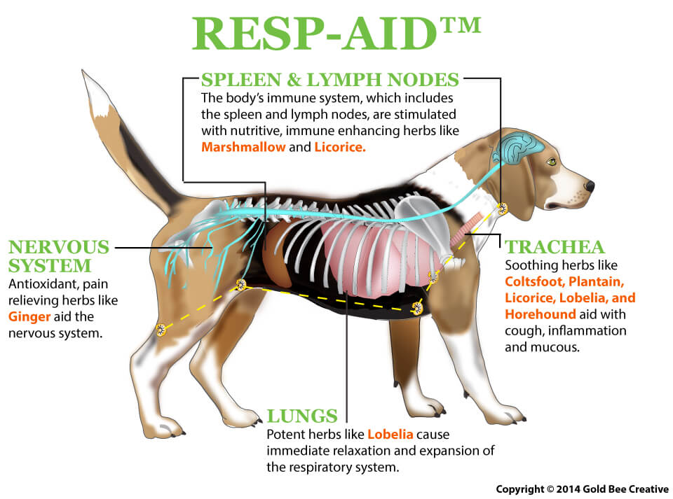 100% Natural Dog Respiratory Infection Remedy | NHV Natural Pet