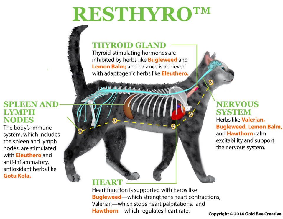 Resthyro kattdiagram